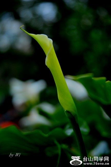 DSC_4667_conew2.jpg
