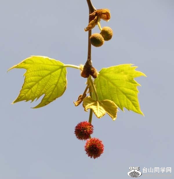 103_6254_5c590ed721bf48e.jpg