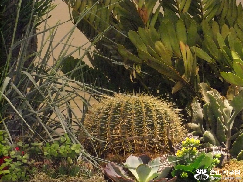 DSCF1925.JPG