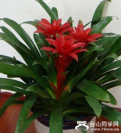 鸿运当头.jpg