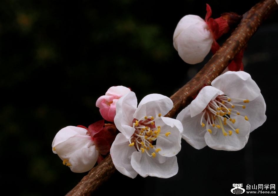 }u -IMG_4119aa.jpg