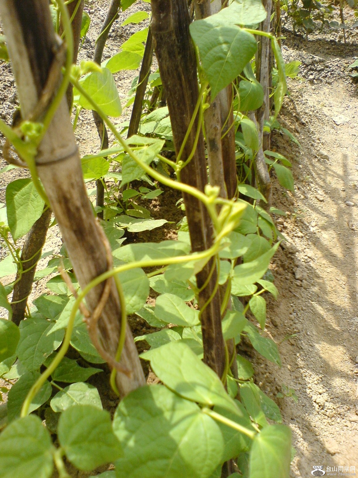 DSC05533.JPG