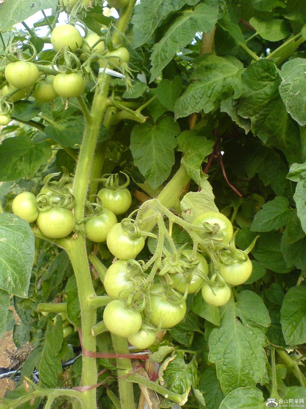 DSC05565.JPG