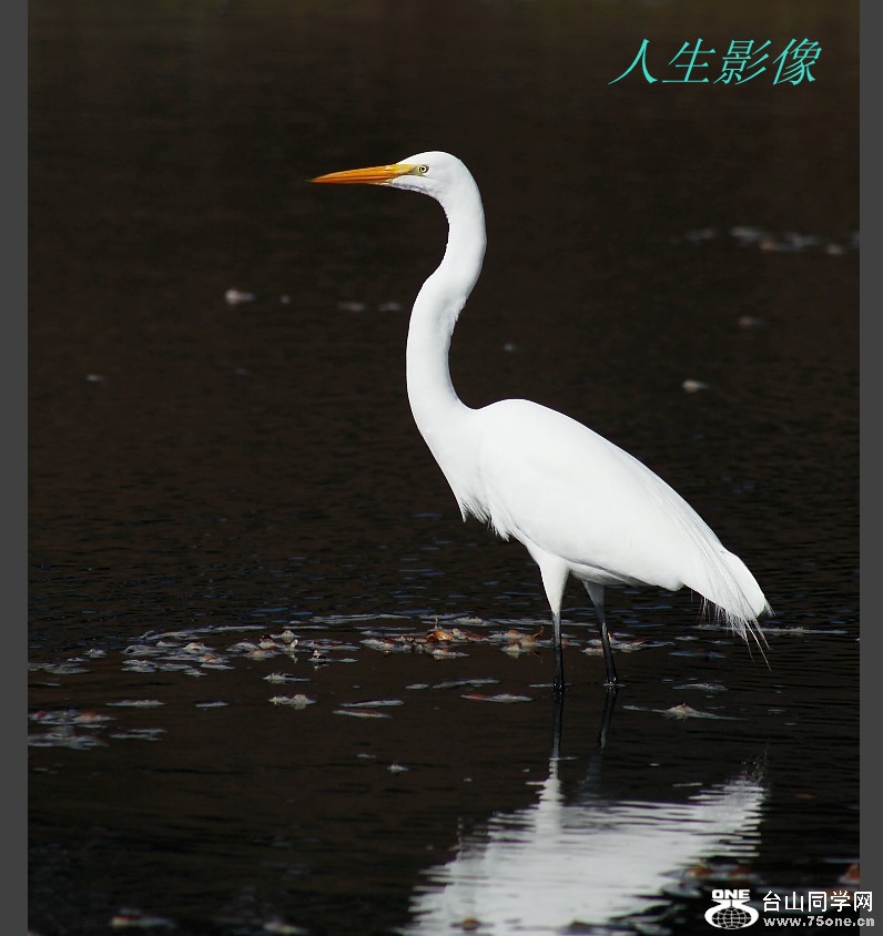 δ5_.jpg