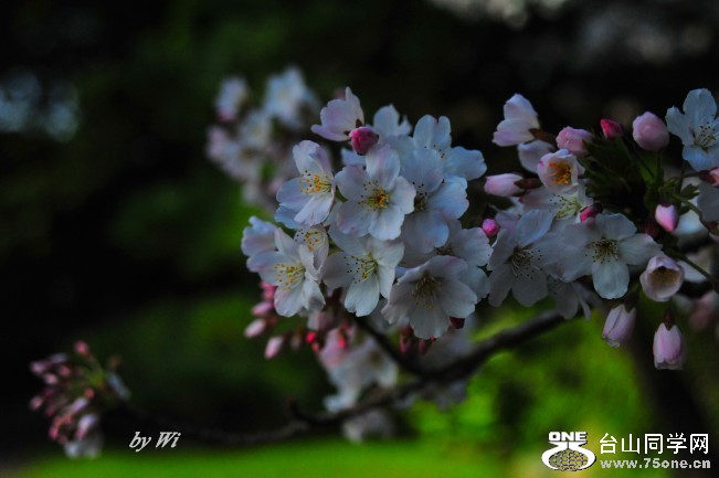 DSC_4834_conew2.jpg