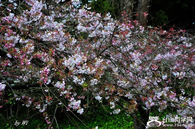 DSC_4809_conew2.jpg