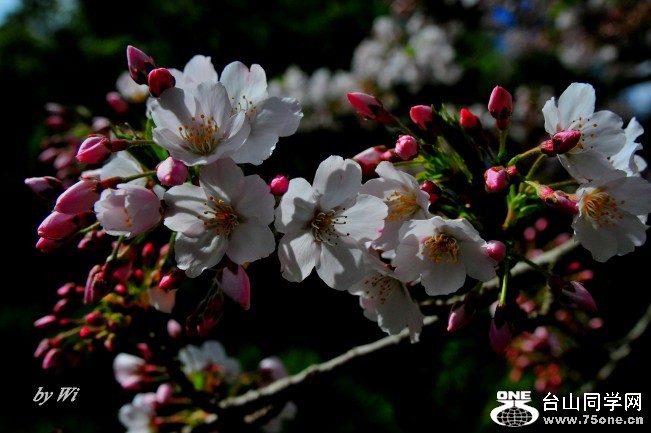 DSC_4793_conew2.jpg
