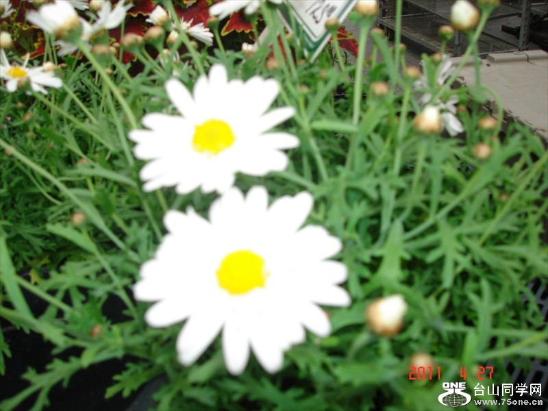 DSC01264.JPG