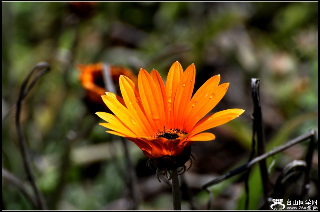 DSC_1103.jpg