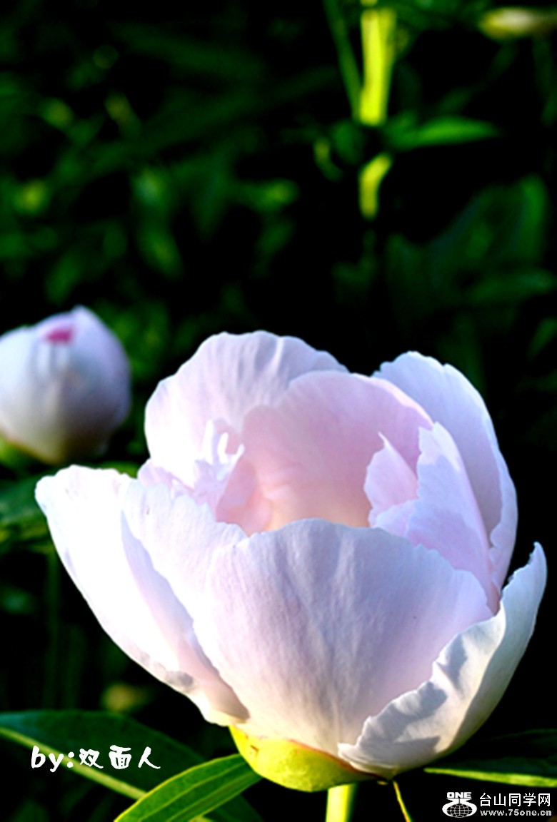 Picture 236_.jpg