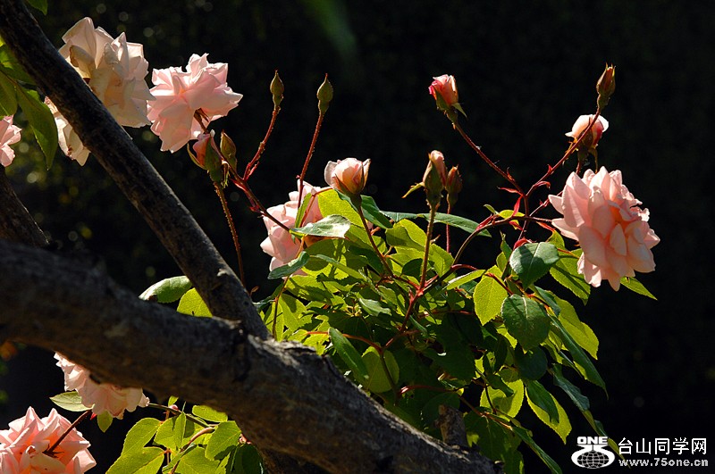 DSC_0845.JPG
