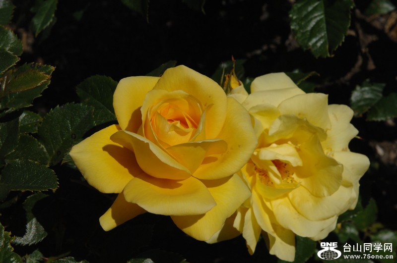 DSC_0132.JPG