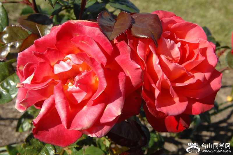DSC_0903.JPG