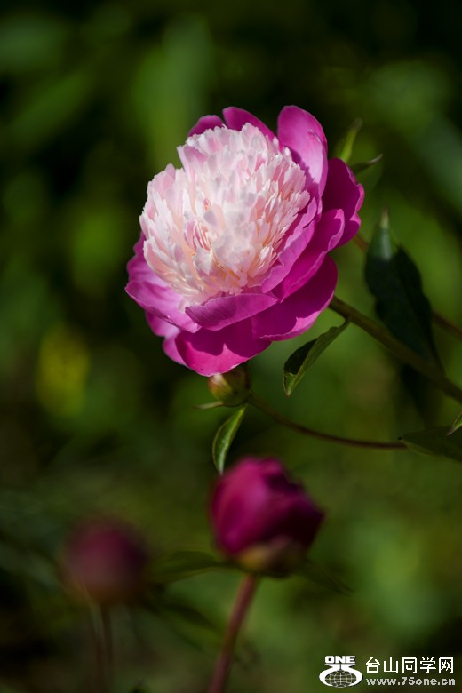 NSH_9090aa.jpg