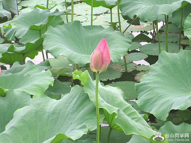 IMG_0998_.jpg