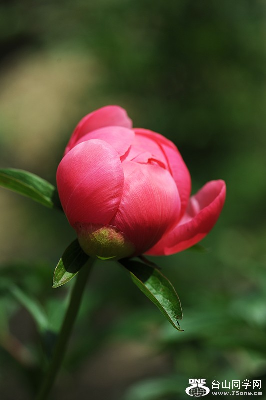 DSC_0412.JPG