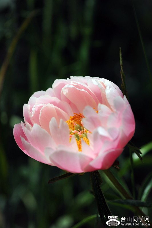 DSC_0389.JPG