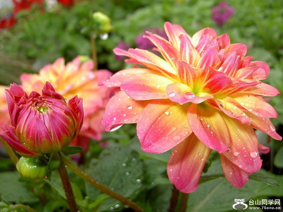 PICT4704.JPG