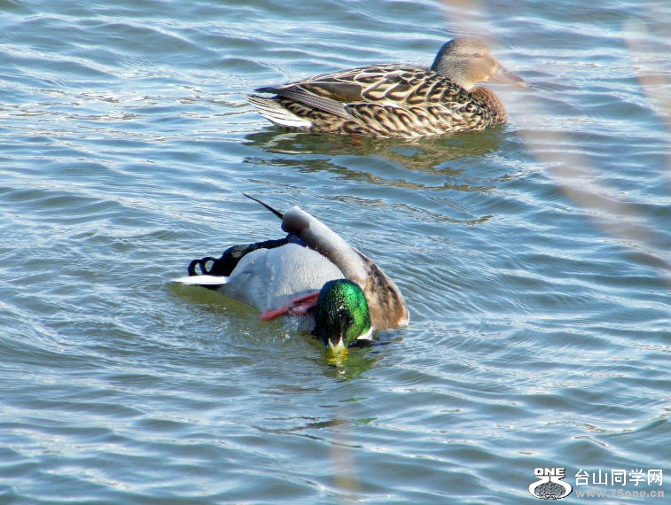 2011_0508desk0081=0.jpg