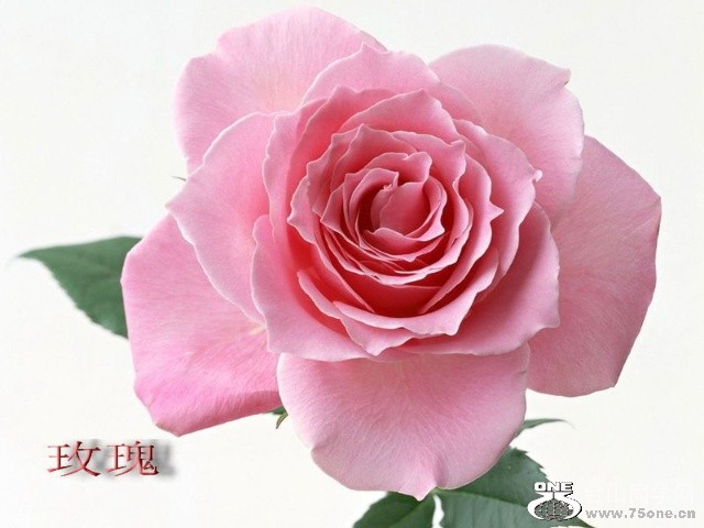 127a42fa43dg213.jpg