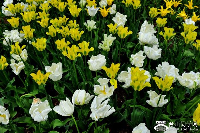 DSC_4987.jpg