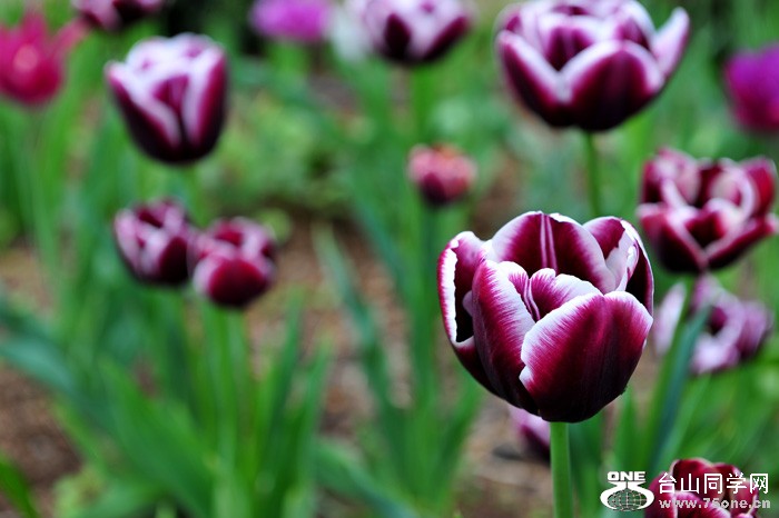 DSC_4997.jpg