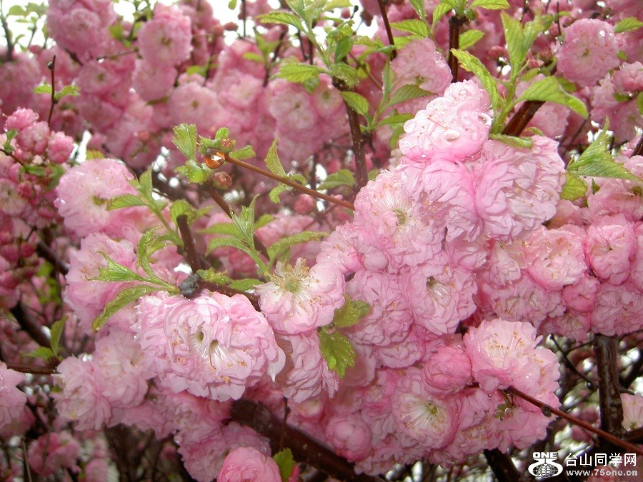 PICT4695.JPG