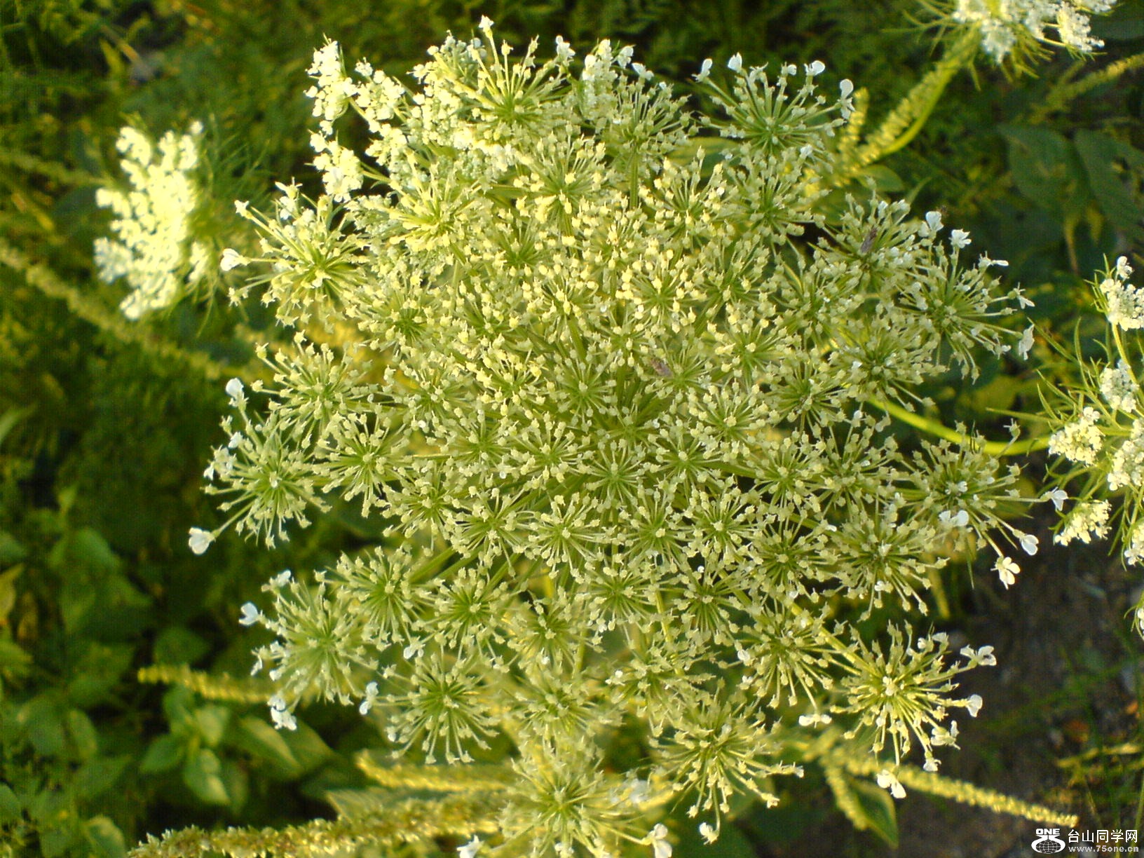 DSC05844.JPG