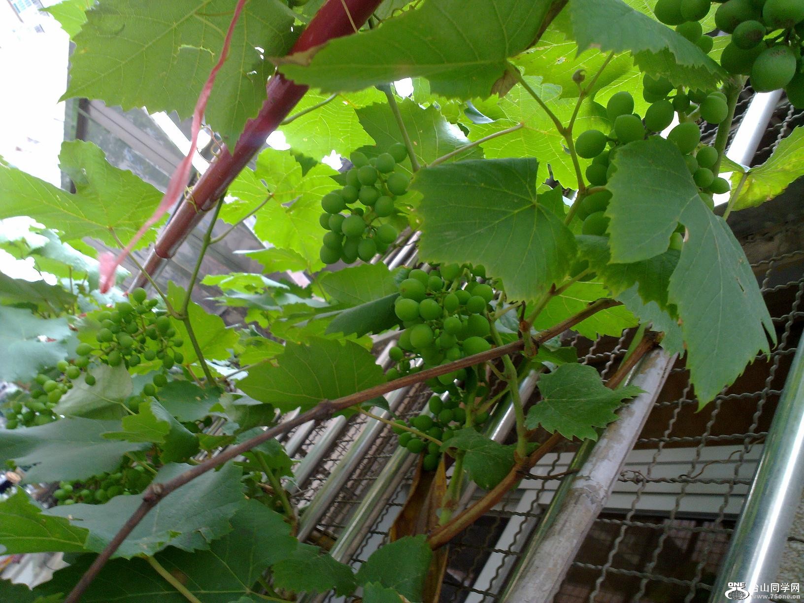 20110501055.jpg