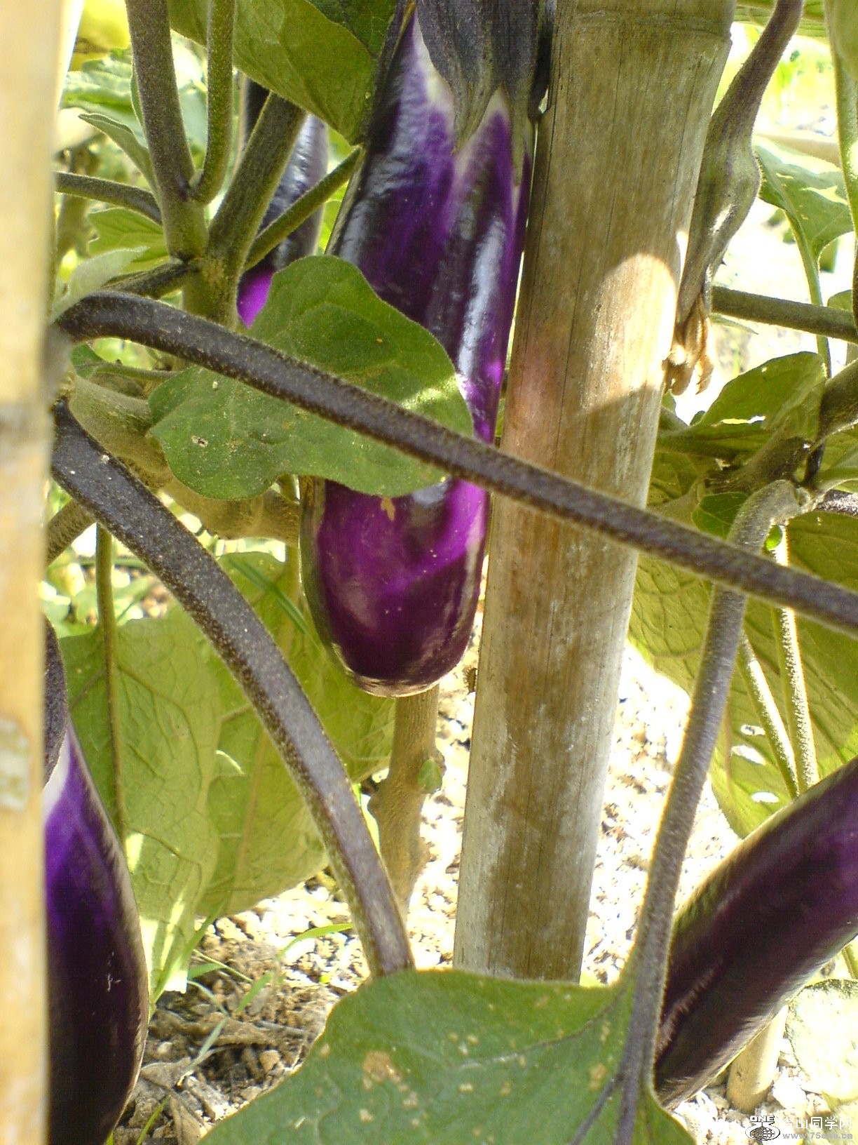 DSC05702.JPG