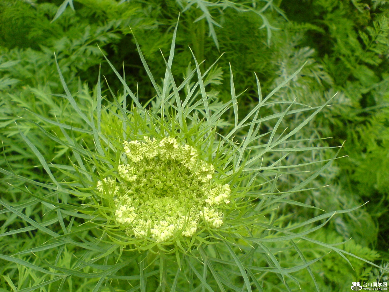 DSC05705.JPG