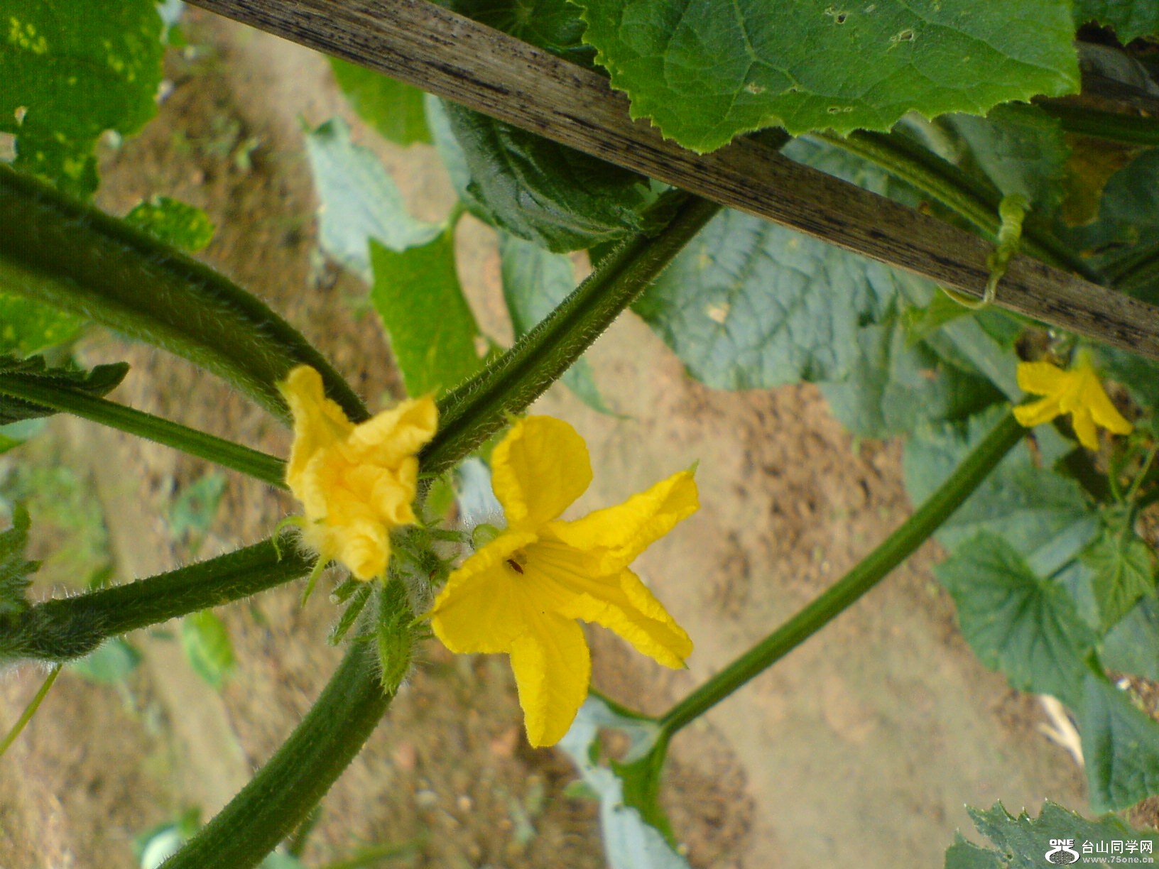 DSC05725.JPG