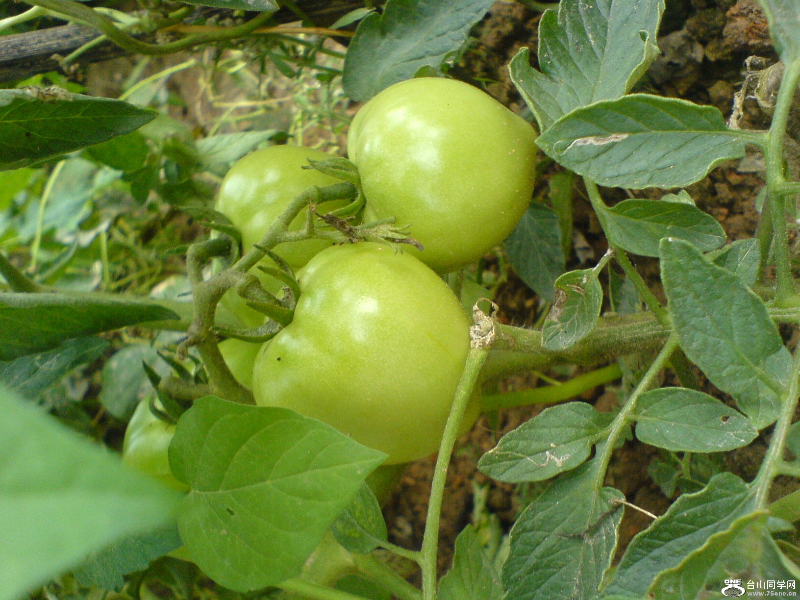 DSC05753.JPG