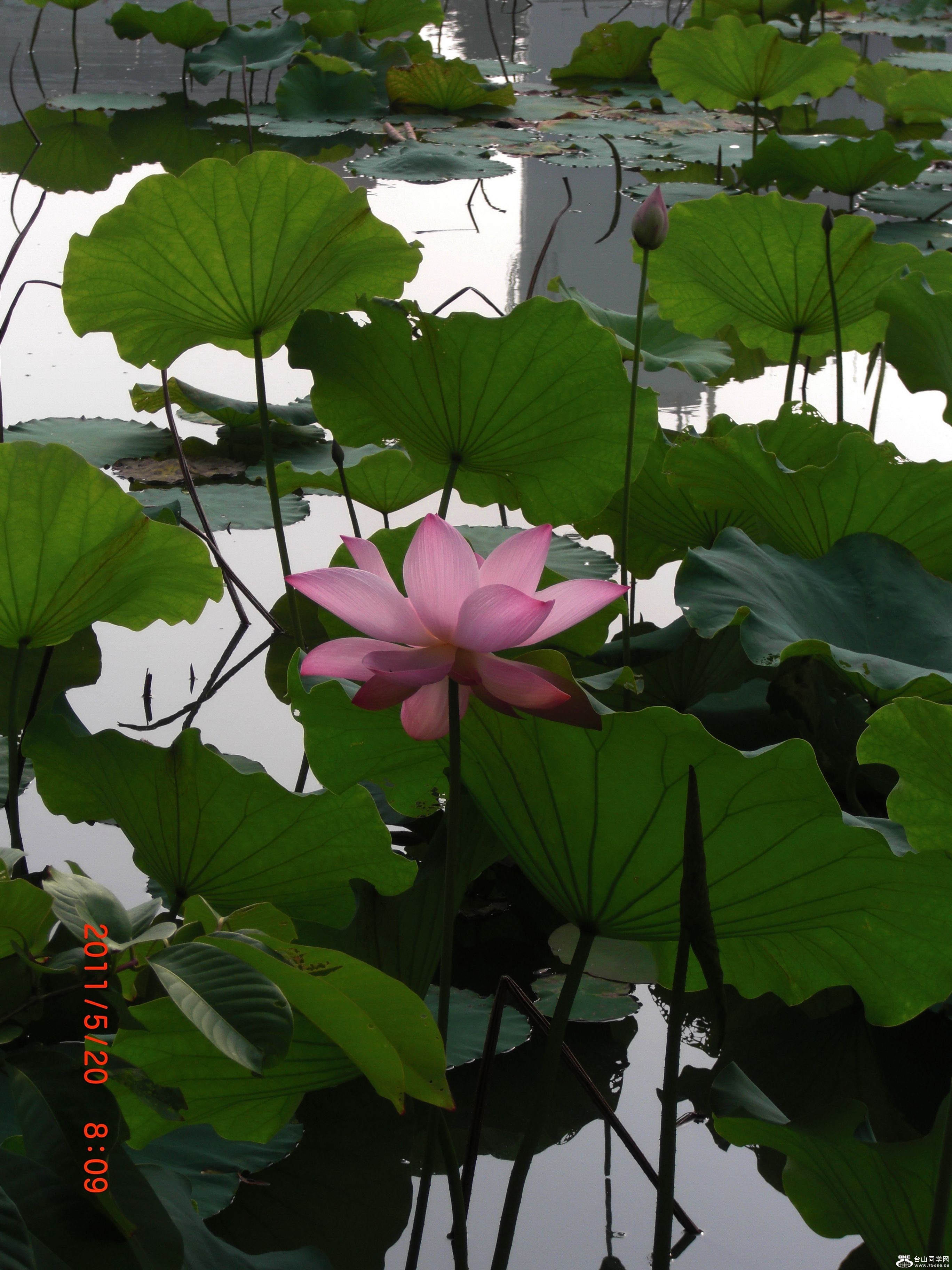 CIMG0906.jpg
