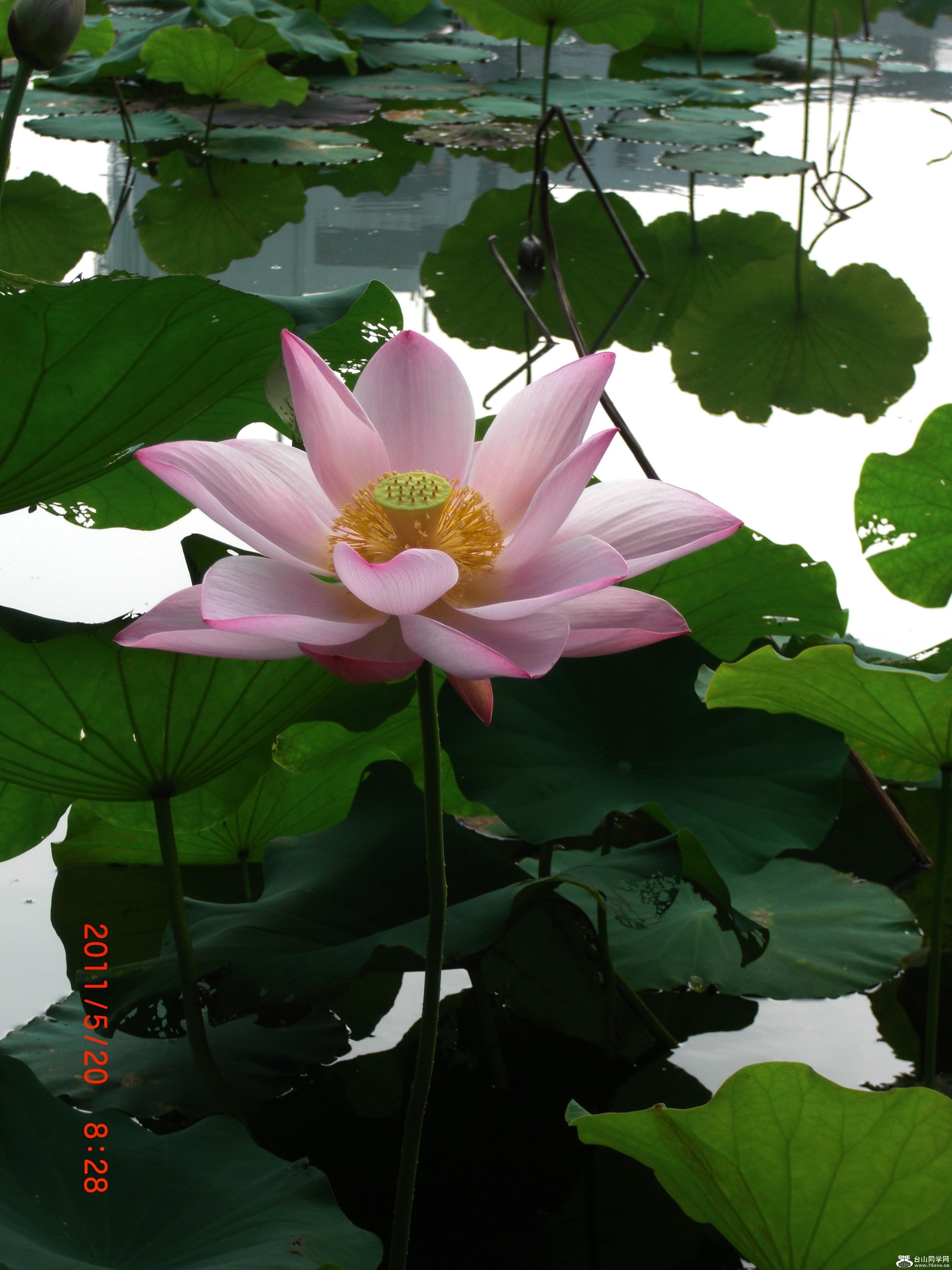 CIMG0915.jpg