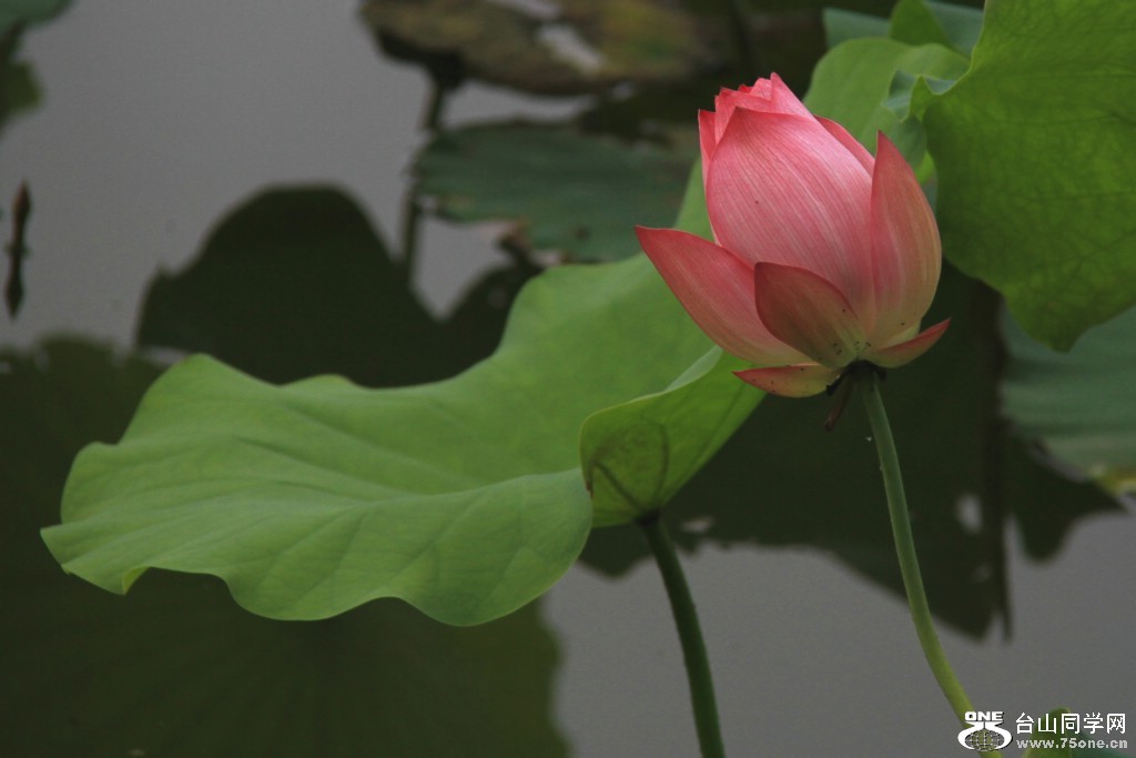 IMG_4254_副本.jpg