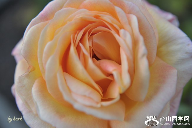 DSC_5634_conew2.jpg