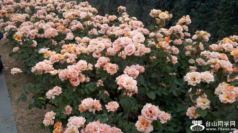 2011-06-05_12-46-10_912 (800x449).jpg
