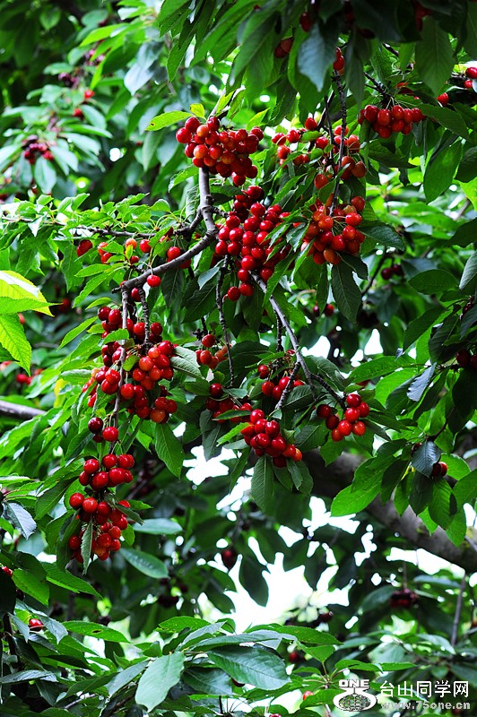 DSC_4409.JPG