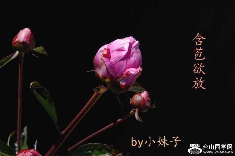 DSC_0027 copy.jpg