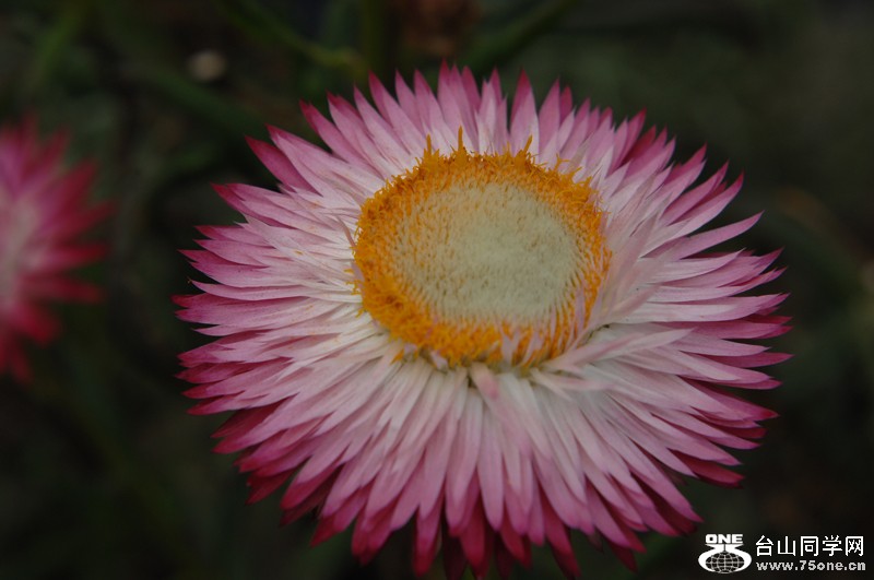 DSC_0743.JPG