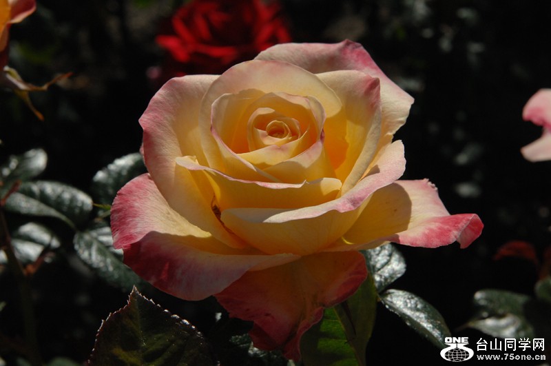 DSC_0767.JPG
