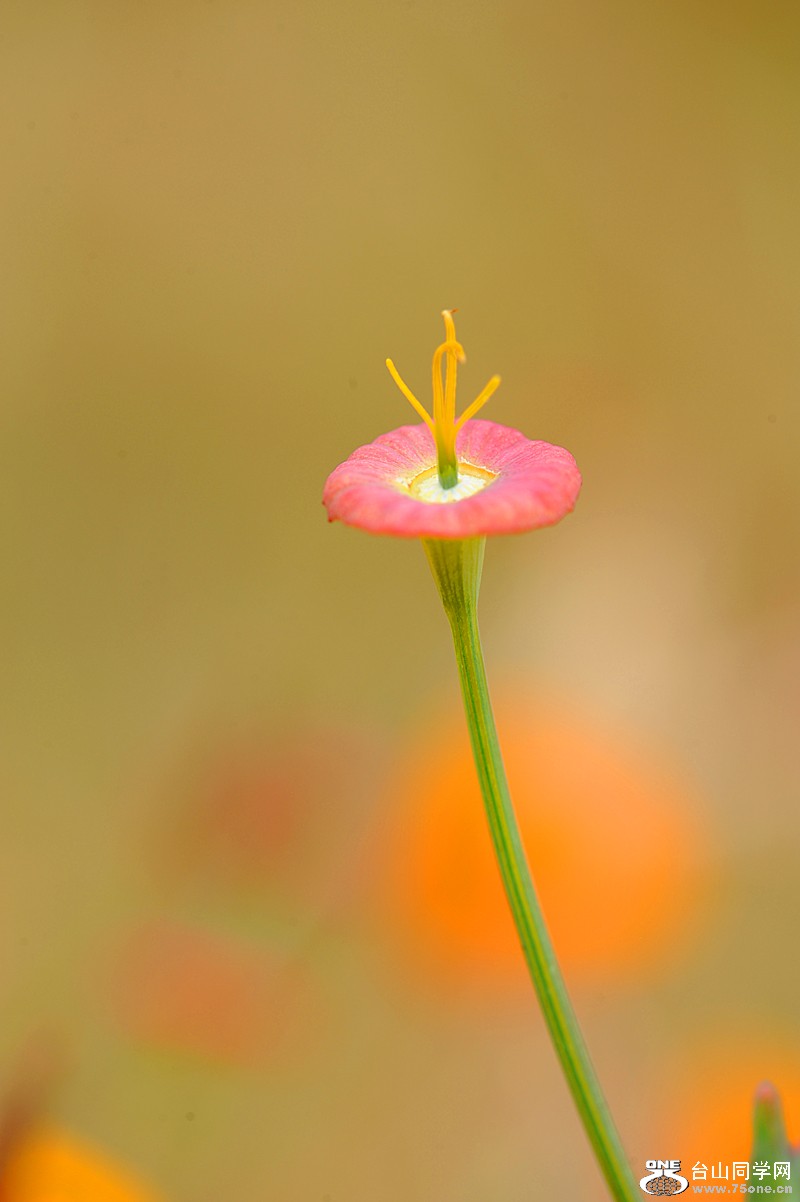 DSC_4211.JPG