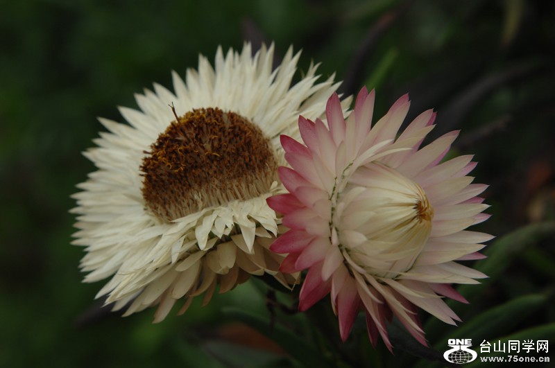 DSC_0747.JPG