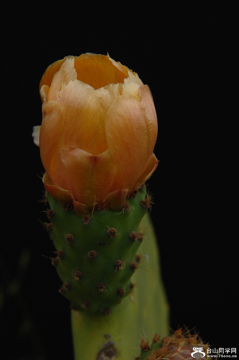 DSC_0394.JPG