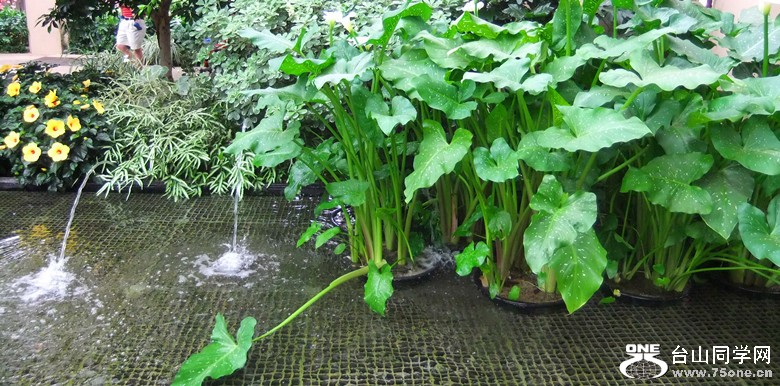 DSCF2507_.jpg