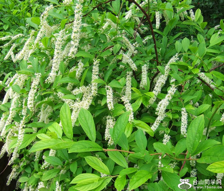 DSCF2451_.jpg