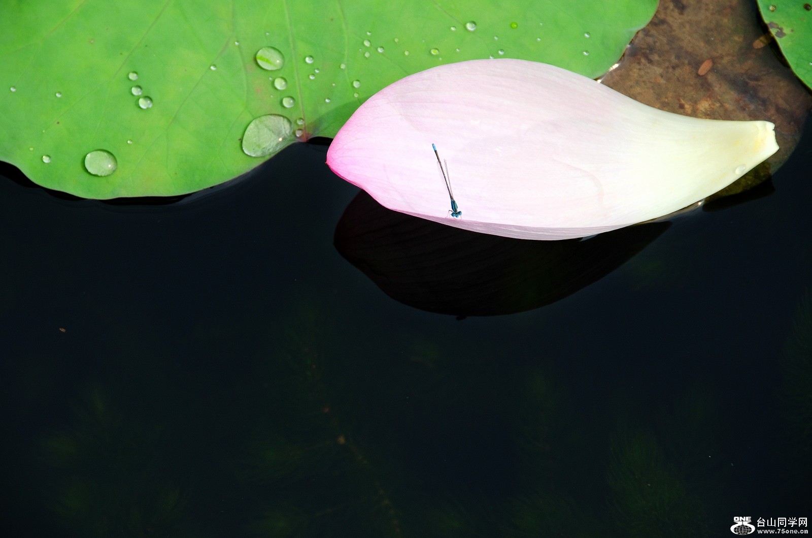 DSC_5256.jpg
