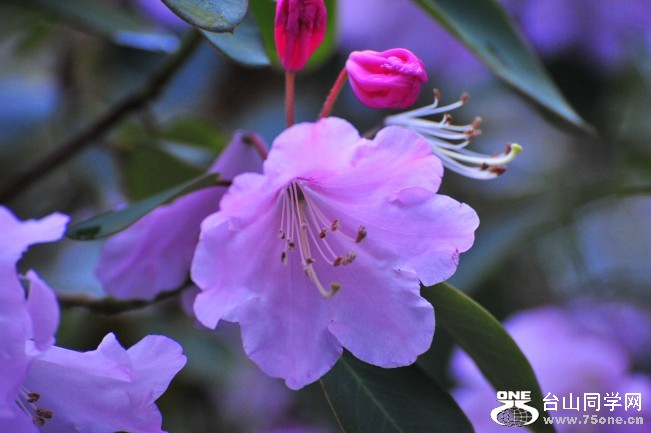 DSC_5858_conew1.jpg