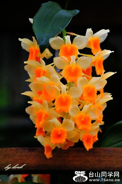 DSC_6009_conew2.jpg